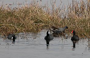 Coots and Moorhen