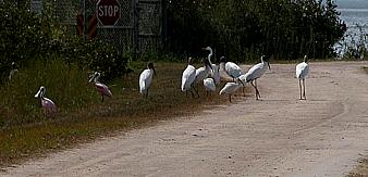 Woodstorks, spoonbills, ibis, egret