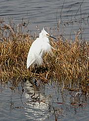 Snowy Egret