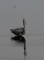 Tricolored Heron