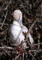 White Phase Red-Footed Booby