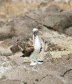 Blue Footed Booby