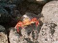 Sally Lightfoot Crab