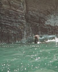 Sea_Lion_with_fish