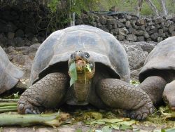 Giant_Tortoise"